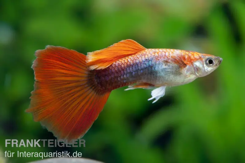 Guppy rouge Tuxedo, Poecilia reticulata, par couple