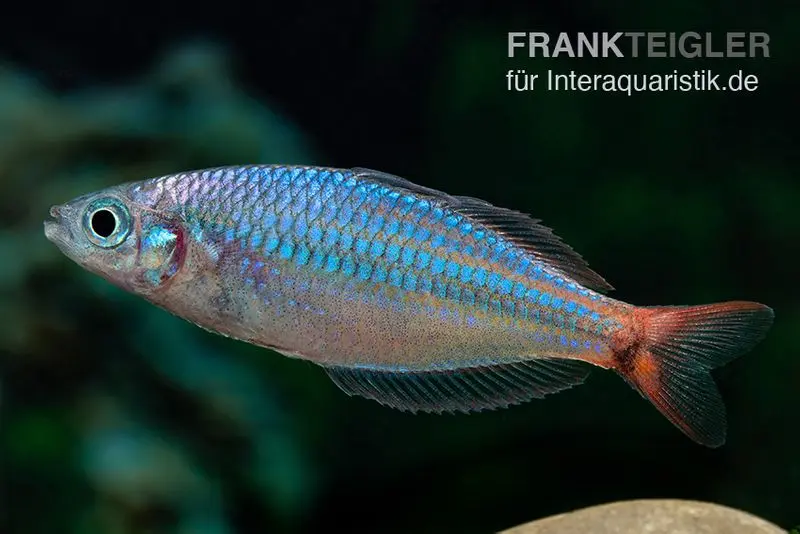 Poisson arc-en-ciel Red Laser, Melanotaenia rubrivittata