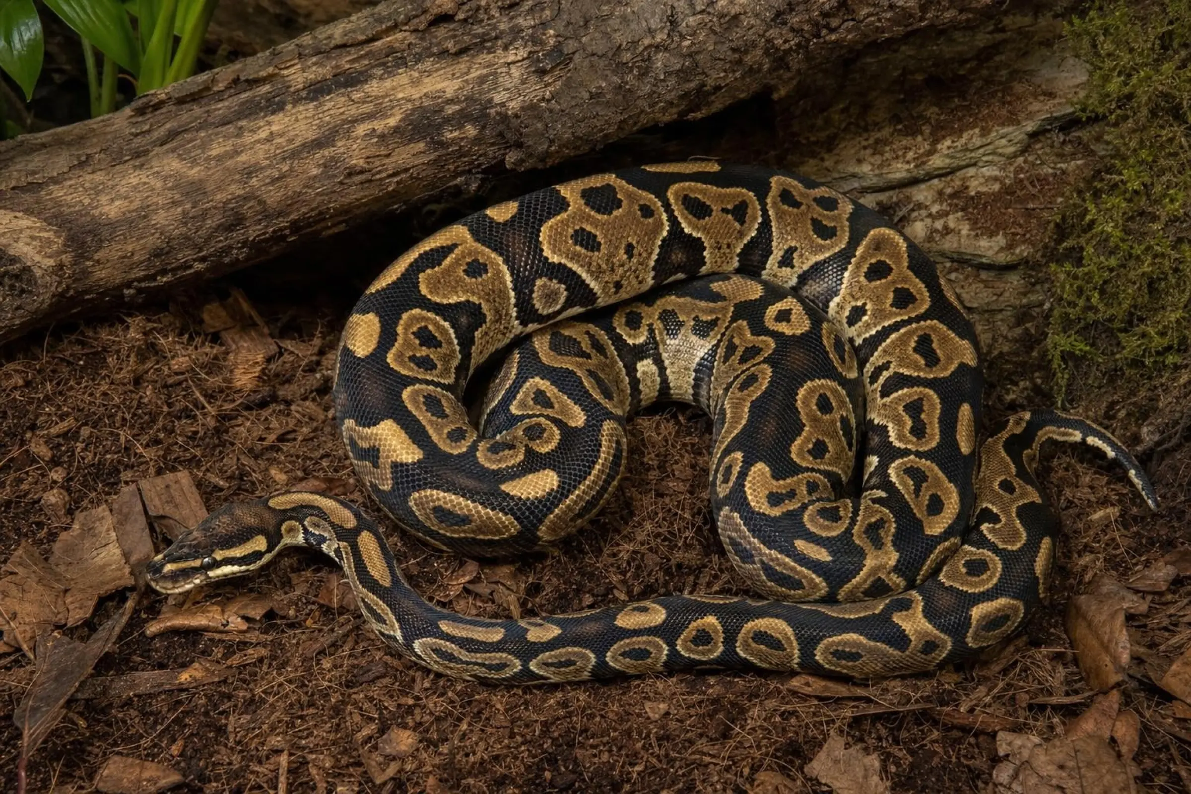Python royal Spotnose, Python regius