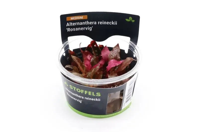 Alternanthère rouge, Alternanthera reineckii « Rosanervig », in vitro