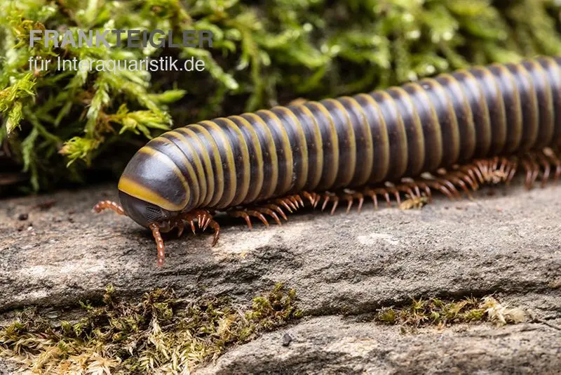 Mille-pattes jaune de Bornéo, Aulacobolus sp. « Yellow Borneo »