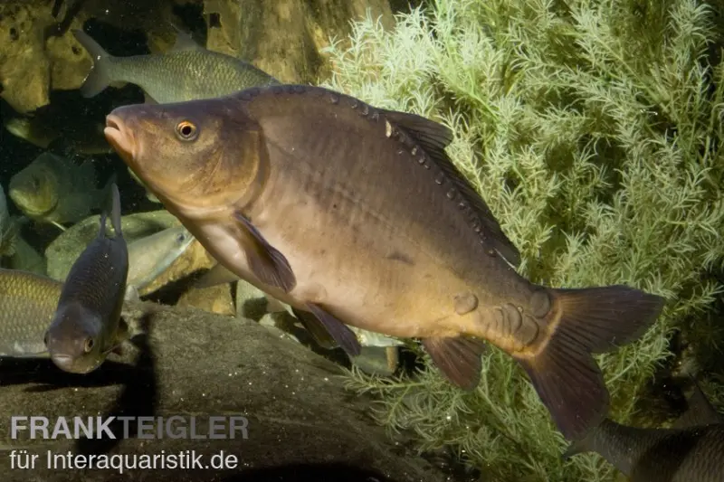 Carpe miroir XL, Cyprinus carpio