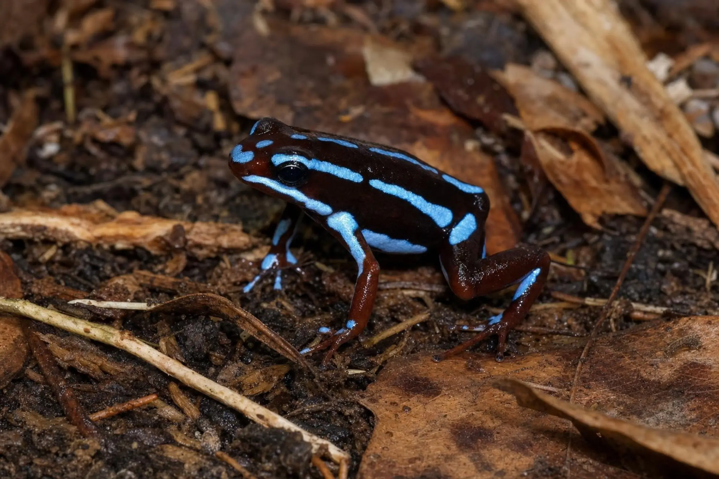 Dendrobate à pattes-feuilles d’El Oro « Bleu Rio Saladillo », Epipedobates anthonyi