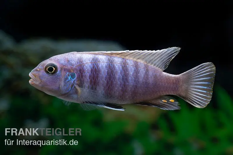 Incubateur buccal nain d’Axelrod, Cynotilapia axelrodi