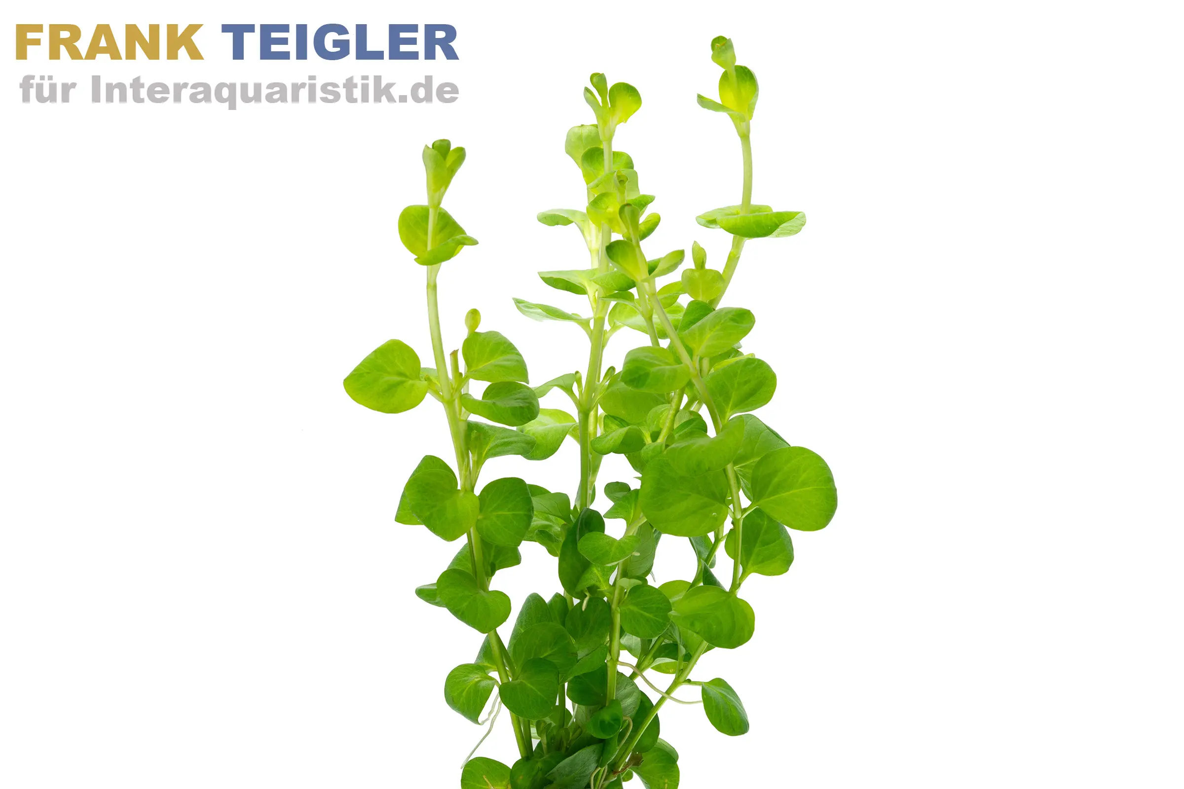 Lysimaque nummulaire, Lysimachia nummularia, en pot