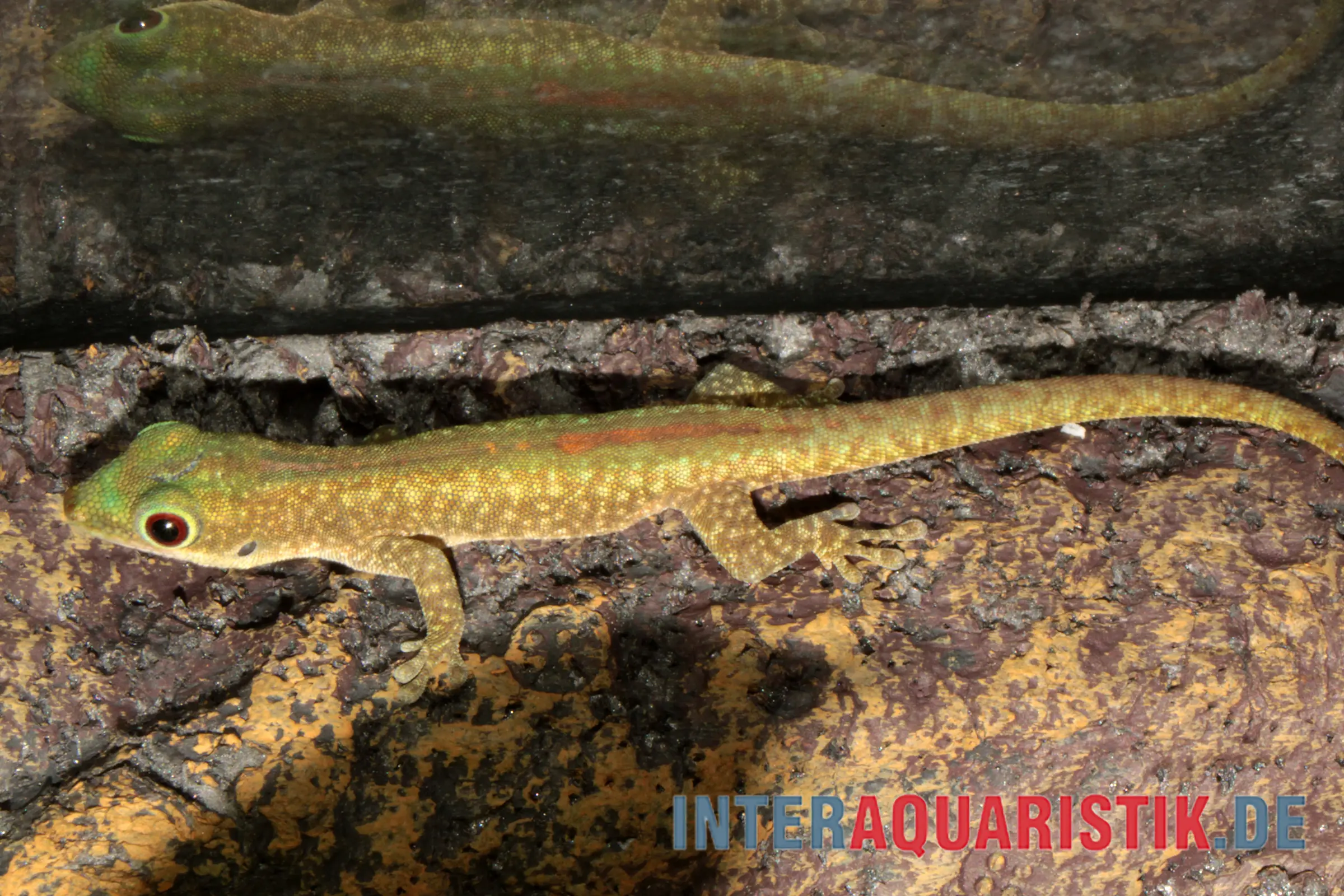 Gecko diurne bleu, Phelsuma robertmertensi