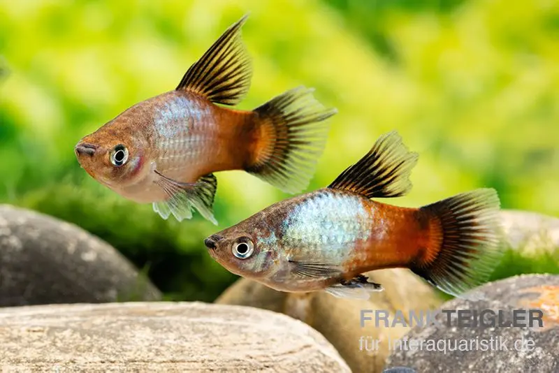 Platy arc-en-ciel à haute nageoire, Xiphophorus maculatus