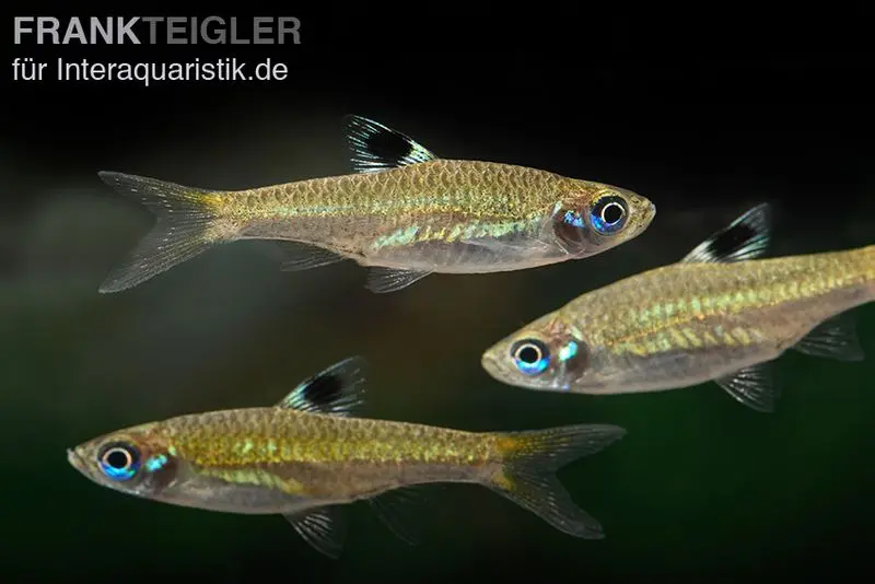 Petit rasbora à ocelles lumineux, Rasbora dorsiocellata macrophthalma (mini-poisson)