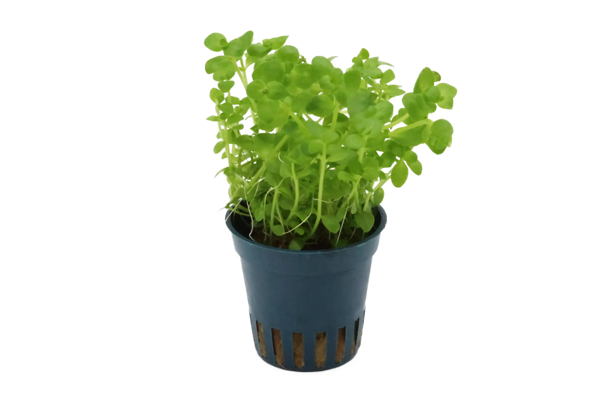 Bacopa du Sud, Bacopa australis, en pot