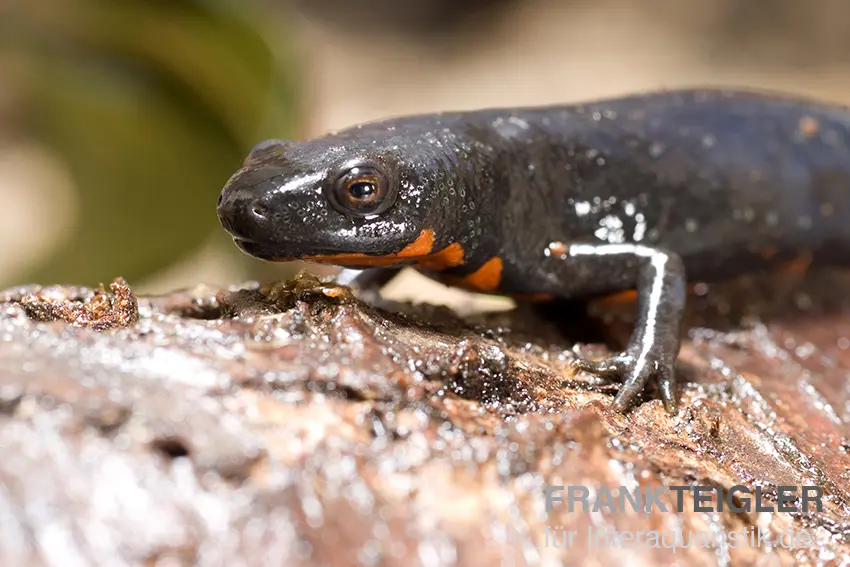 Petit triton à ventre de feu, Cynops orientalis