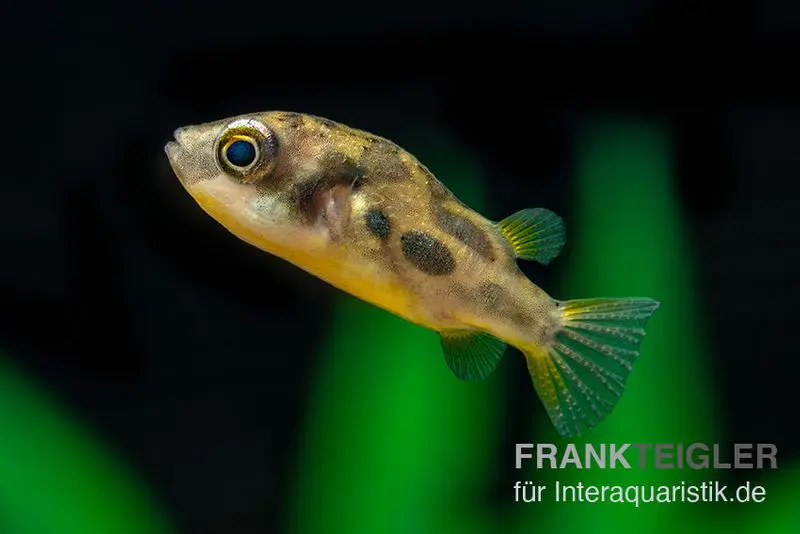 Poisson-globe nain, Carinotetraodon travancoricus