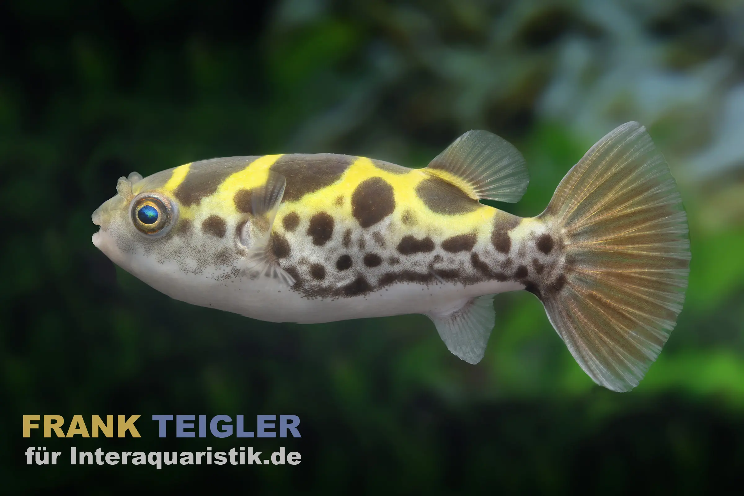 Poisson-globe vert de rivière, Dichotomyctere fluviatilis