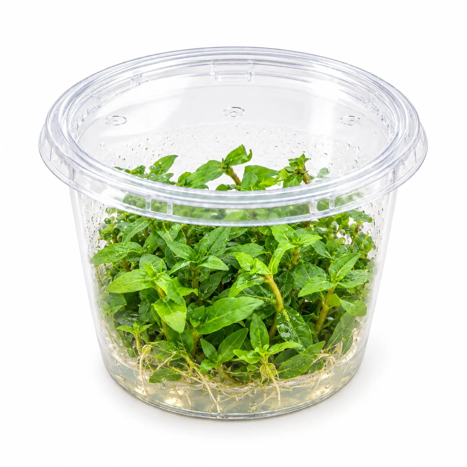 Staurogyne rampante, Staurogyne repens, In Vitro