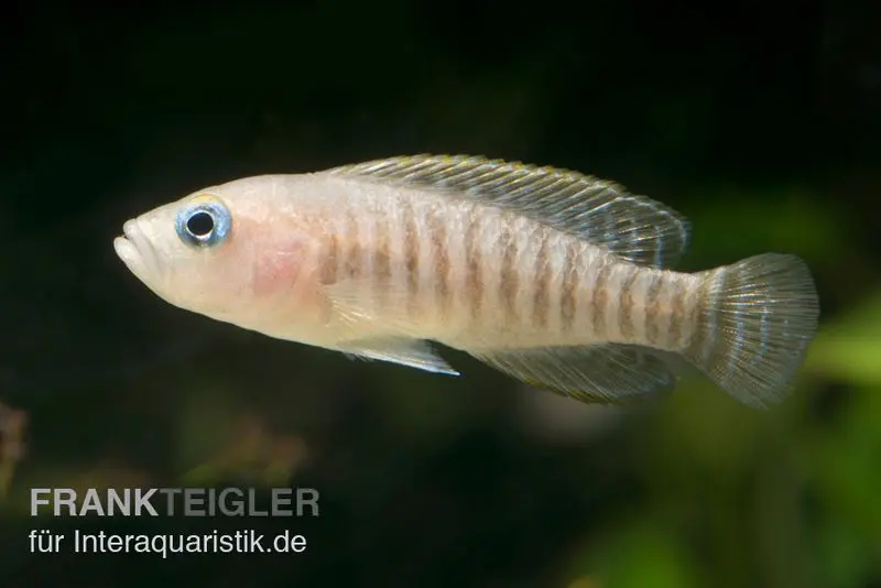 Cichlidé conchylicole à larges bandes, Neolamprologus similis, 4-5 cm élevage allemand