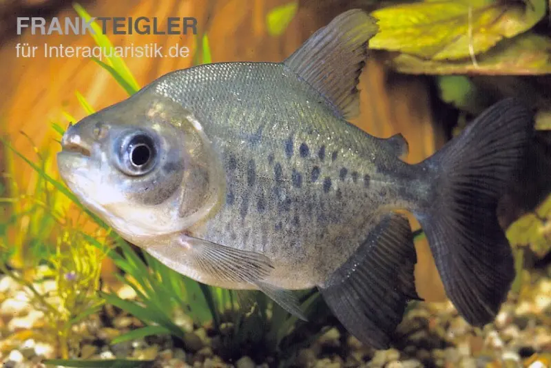 Pacu rouge, Colossoma brachypomum