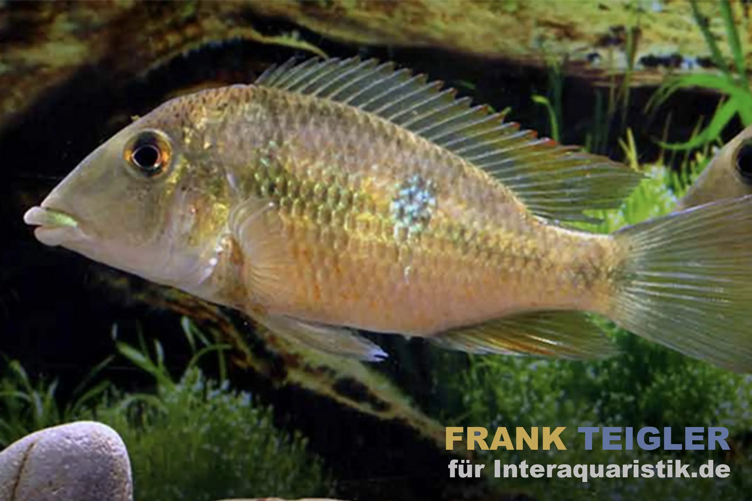 Geophagus de Pellegrin, Geophagus pellegrini, DNZ