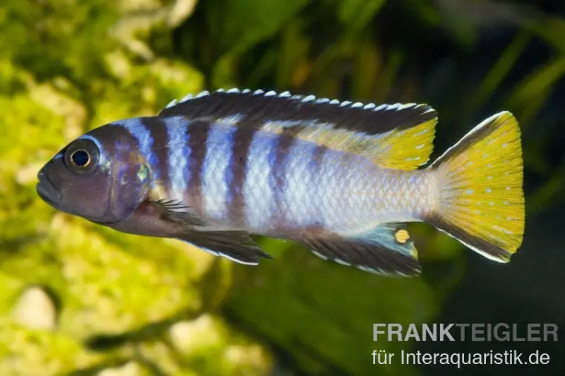 Cichlidé élancé, Pseudotropheus elongatus, issu d’élevage, 5-6 cm