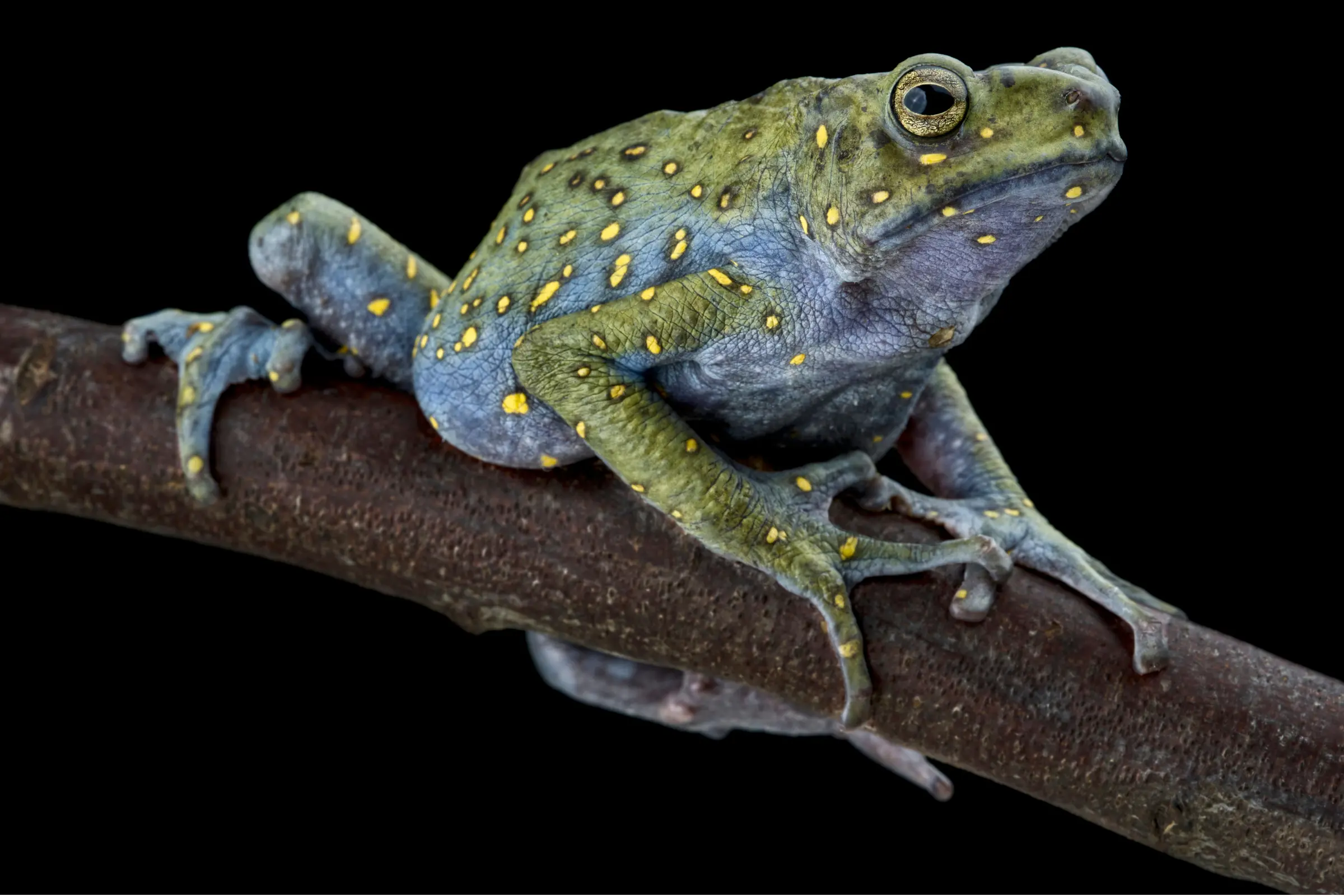 Crapaud arboricole malais, Rentapia flavomaculata