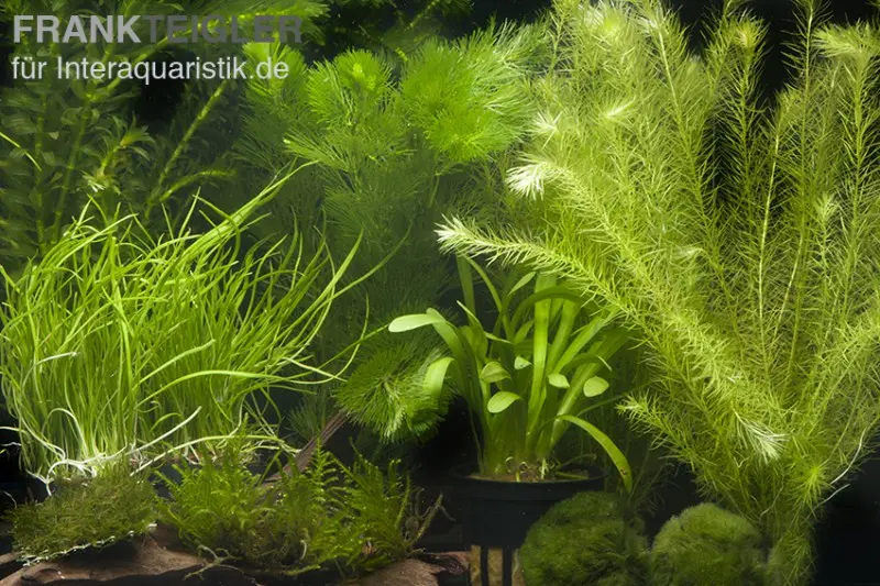 Assortiment de plantes d’aquarium « Aquarium à crevettes » pour aquarium de 80 cm