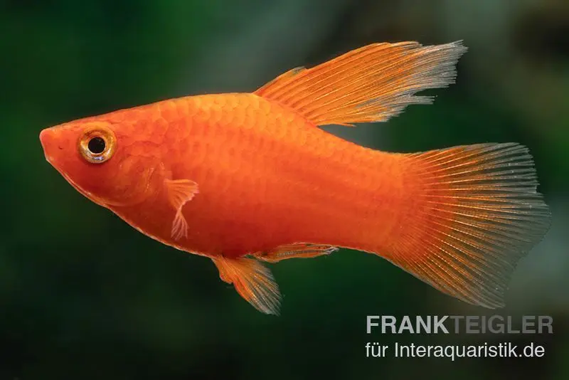 Platy corail rouge à nageoire haute, Xiphophorus maculatus
