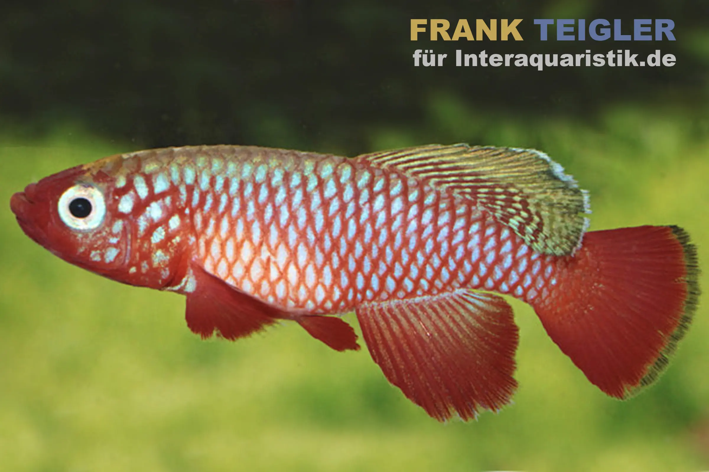 Panchax cardinal, Nothobranchius cardinalis, DNZ