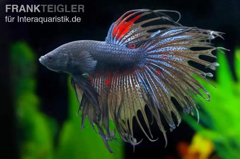 Combattant Crown Tail noir, mâle, Betta splendens