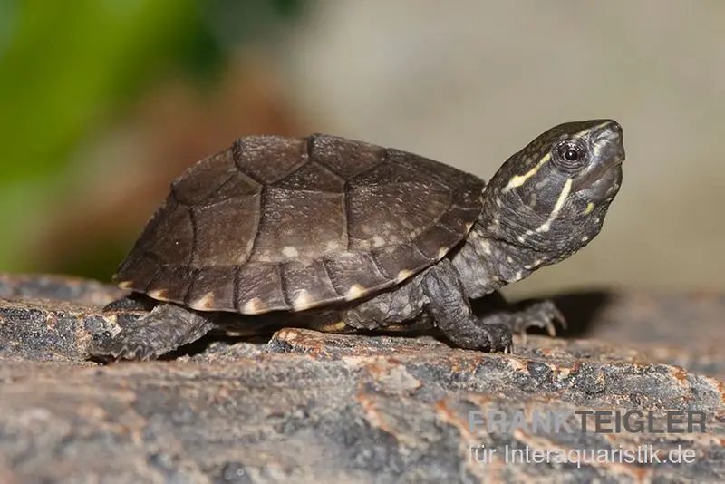 Tortue musquée commune, Sternotherus odoratus 