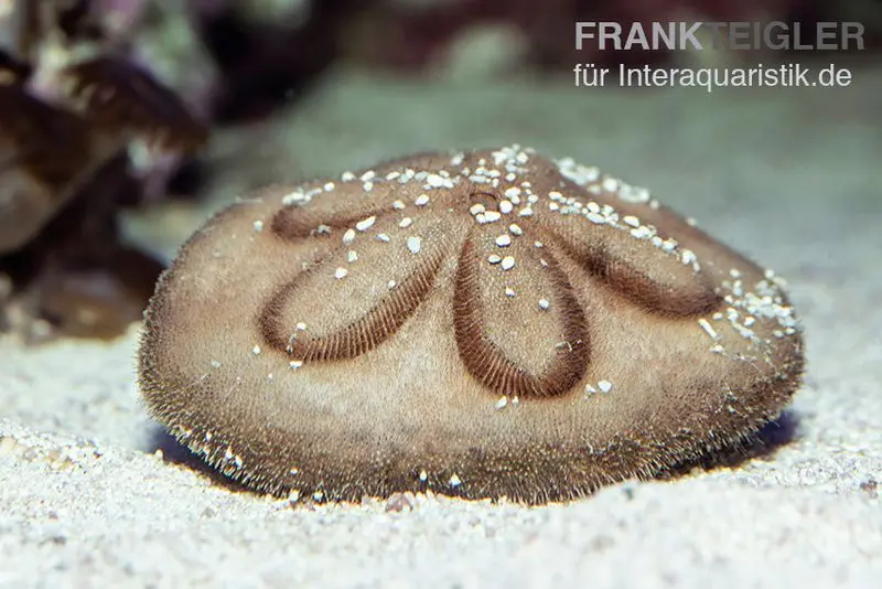 Dollar des sables, Clypeaster australasiae