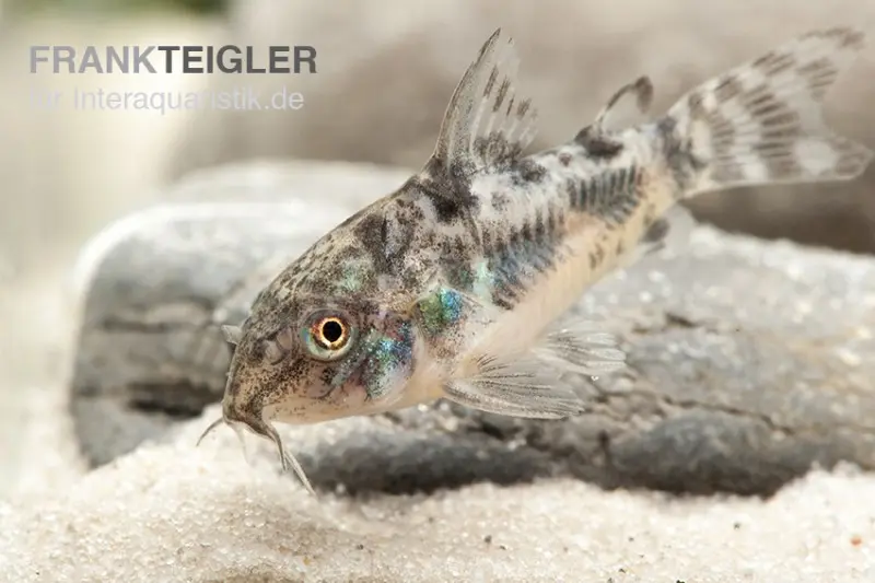 Corydoras marbré, Corydoras paleatus, DNZ (élevage allemand)