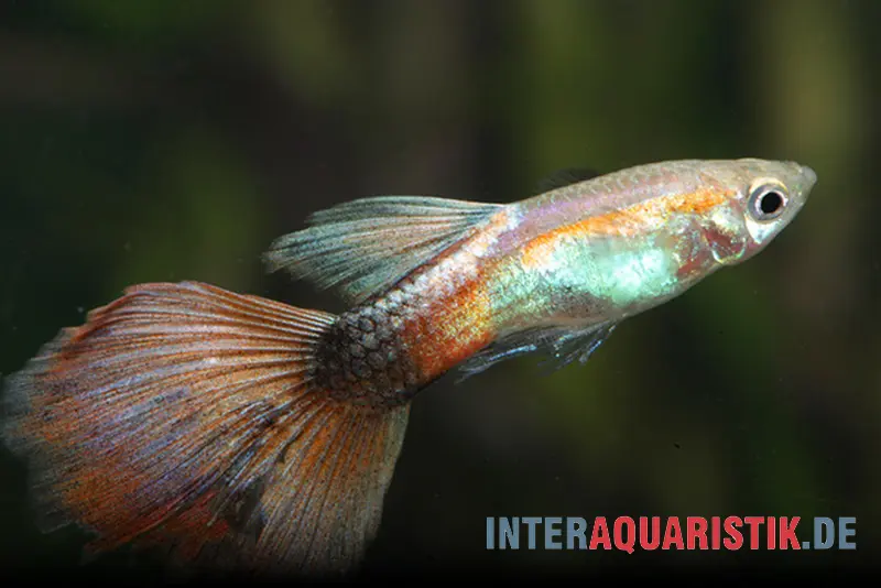 Guppy Queen Red, Poecilia reticulata, vendu par couple