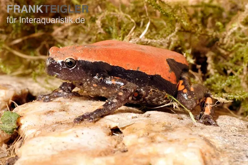 Grenouille à cou tournant rouge, Phrynomantis microps