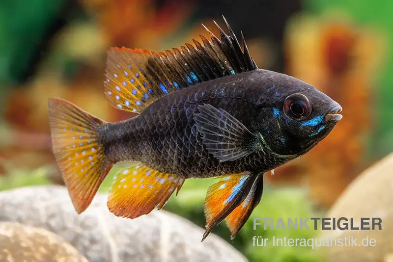 Cichlidé papillon noir, Microgeophagus ramirezi « Black »