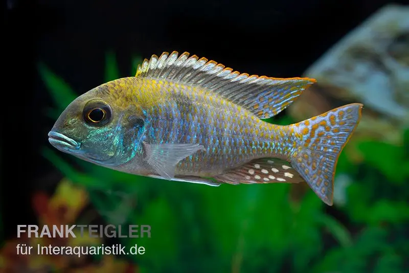 Cichlidé Red Top, Tramitichromis spec. Red Top