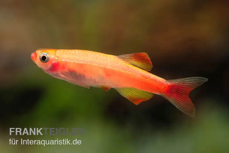 Cardinal de feu, Tanichthys albonubes Fire Red