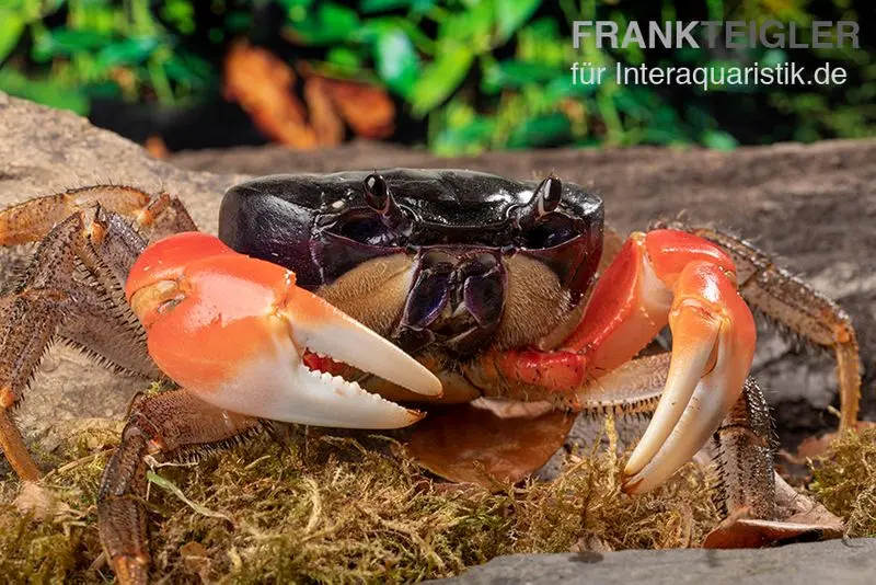 Crabe des forêts, Discoplax magna (Tuerkayana magnum), sélection aléatoire