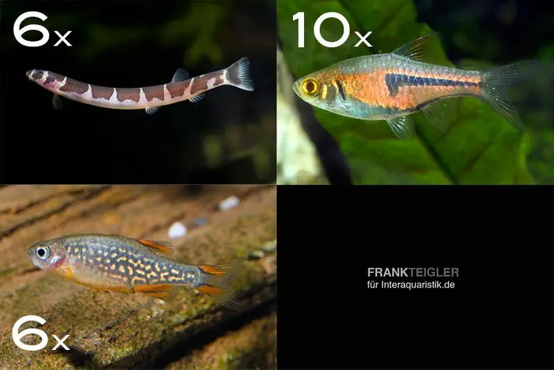 Assortiment de poissons d’ornement Asie pour 80 cm