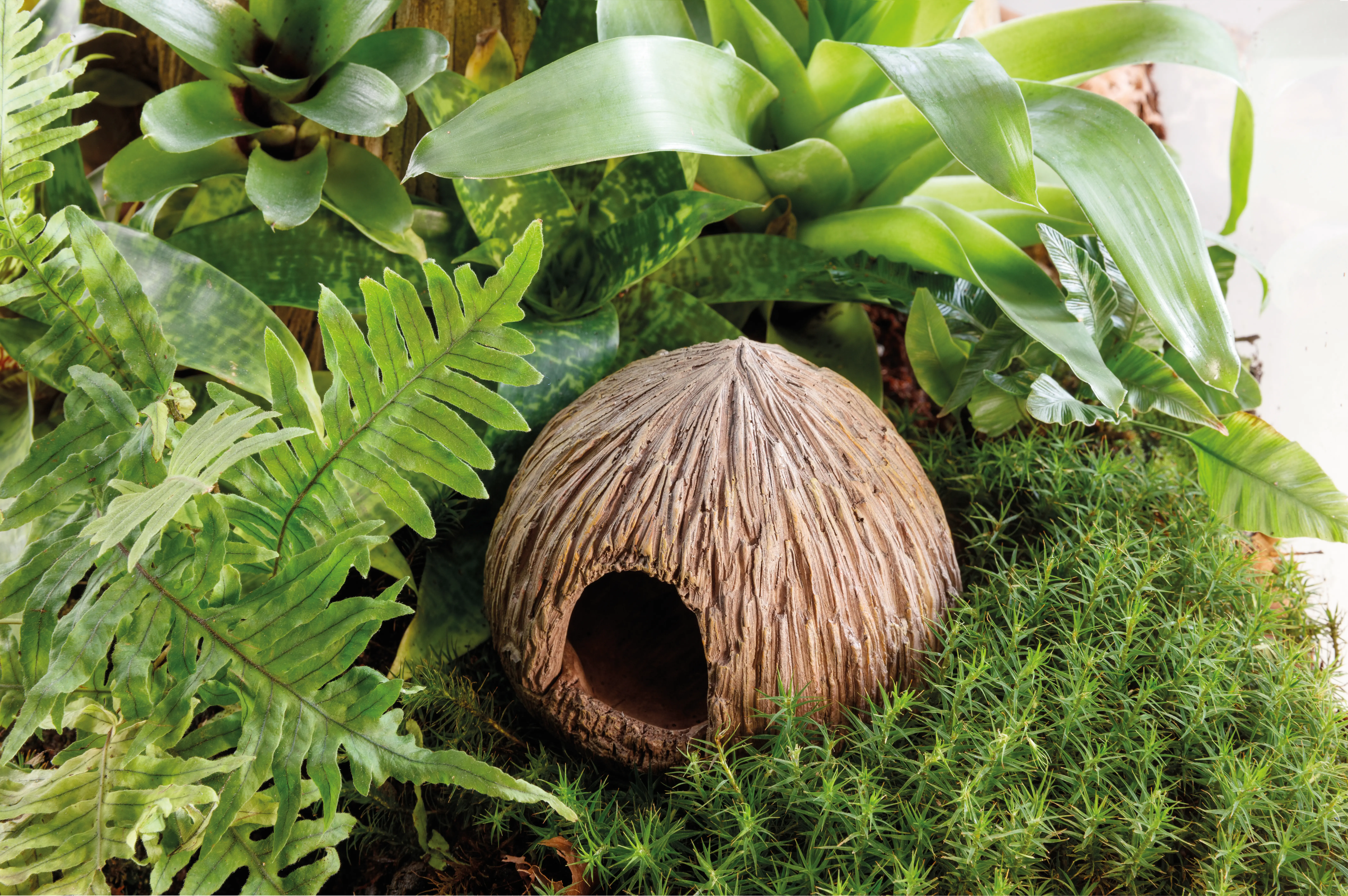 Grotte en noix de coco Exo Terra avec couvercle amovible