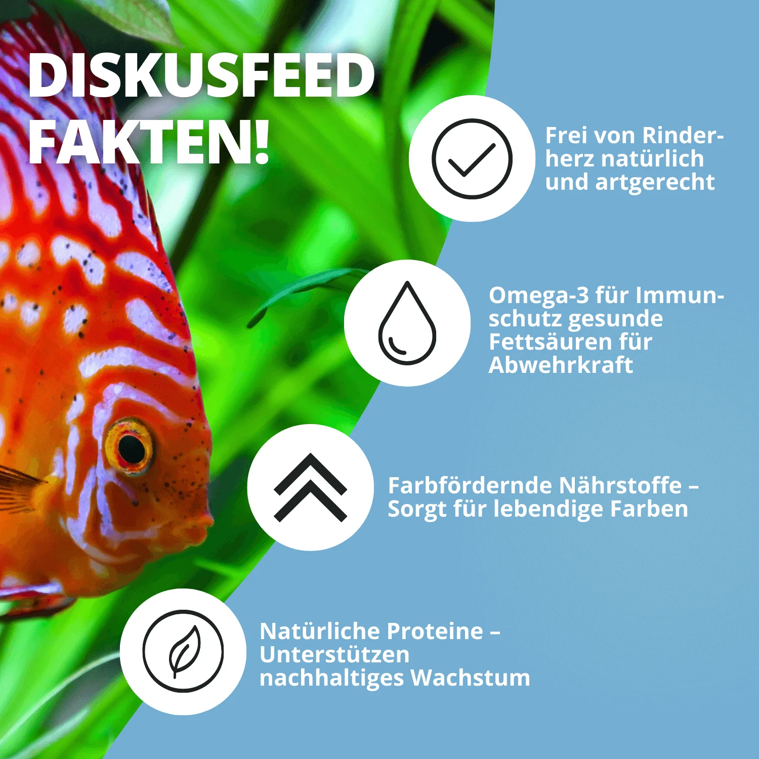 Diskusfisch mit Infos zu Omega-3, Proteinen und Farbe