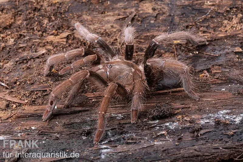 Mygale géante du Kenya, Pelinobius muticus XL