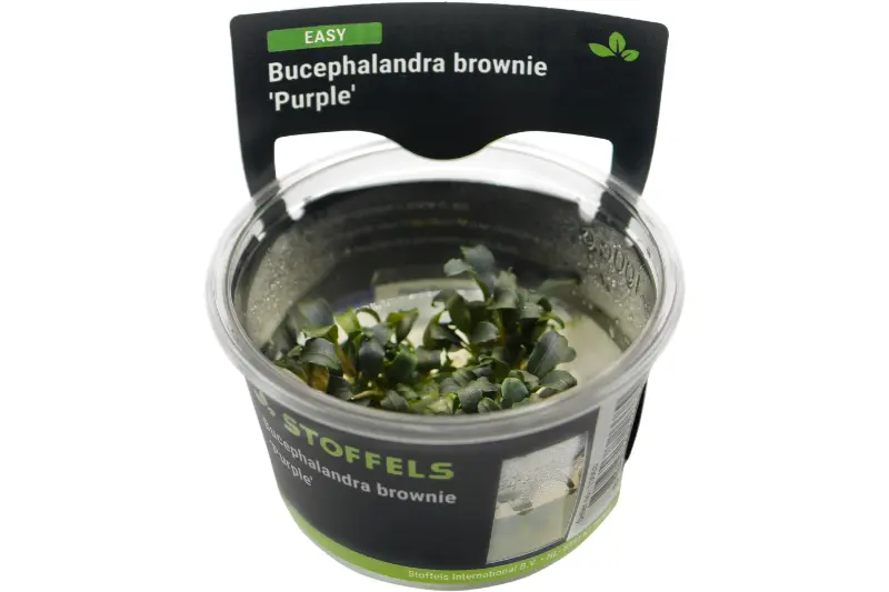 Bucephalandra brownie « Purple », in vitro