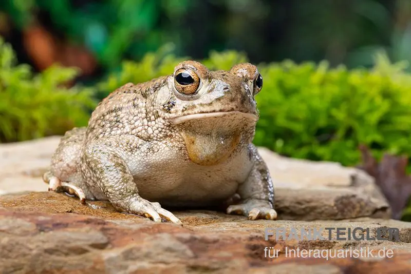 Crapaud du Texas, Anaxyrus speciosus