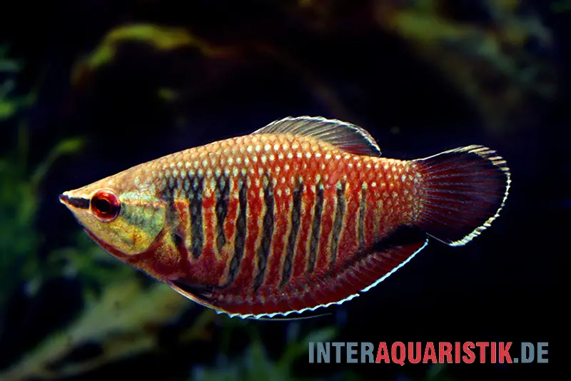Gourami chocolat rouge, Sphaerichthys vaillanti