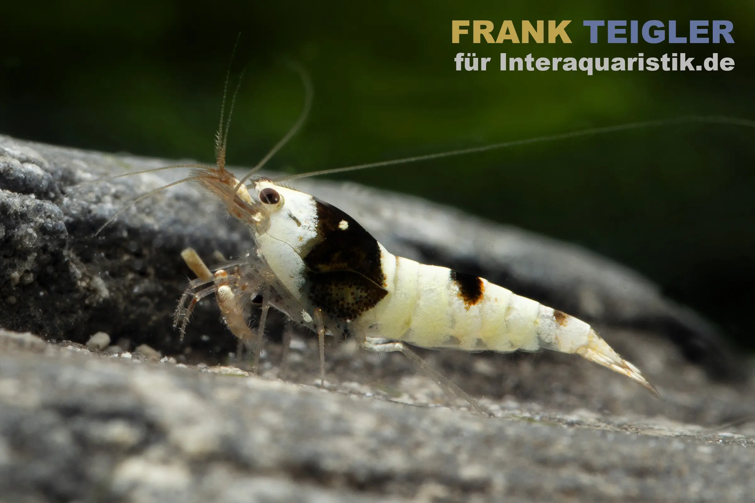 Crevette Pure Black Line, mix Grade A-S, Caridina logemanni