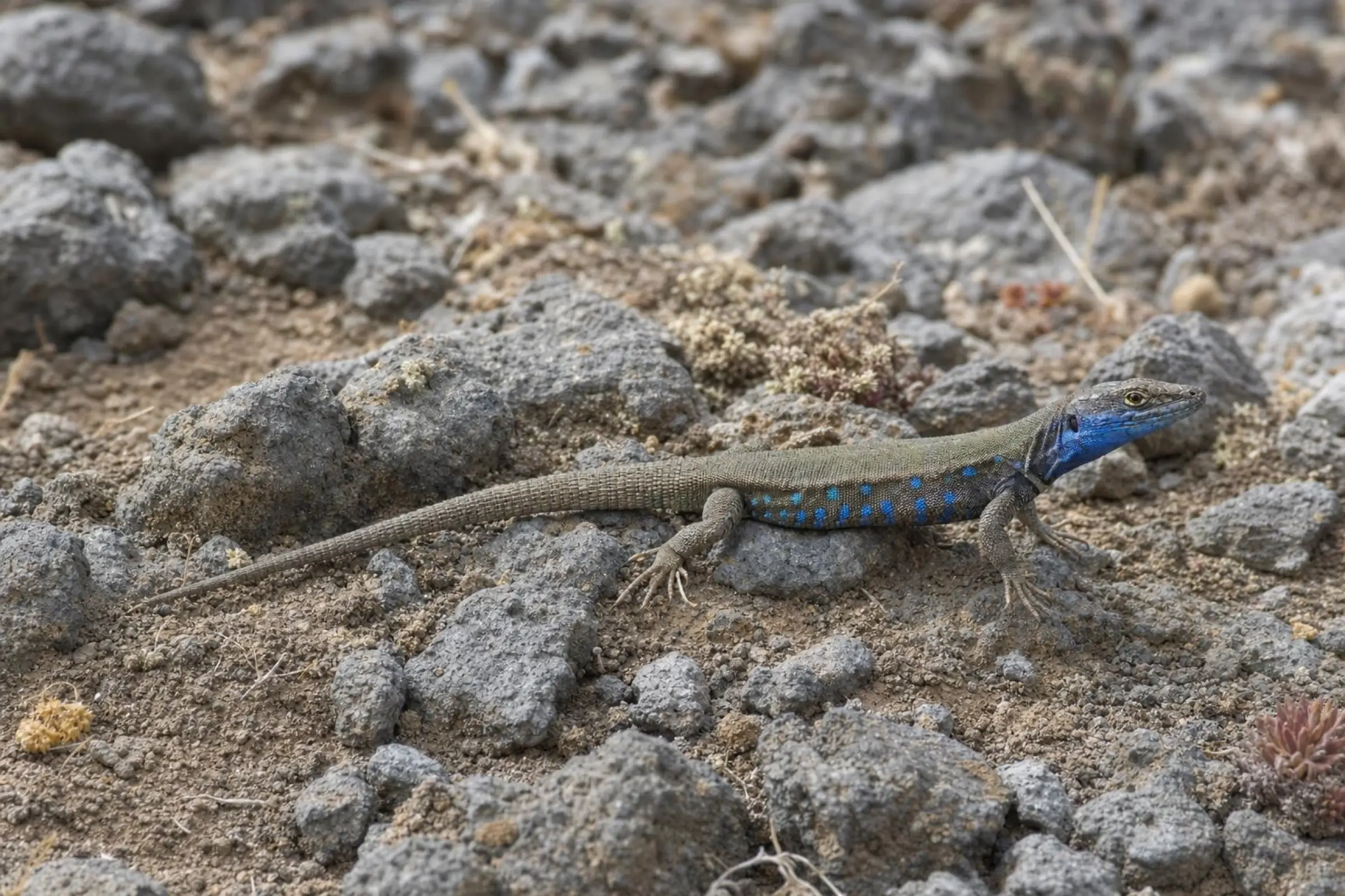 Lézard des Canaries orientales de Lanzarote, Gallotia atlantica atlantica