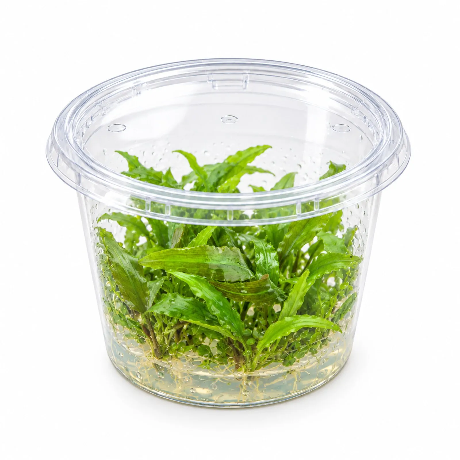 Cryptocoryne d’Usteri, Cryptocoryne usteriana, In Vitro