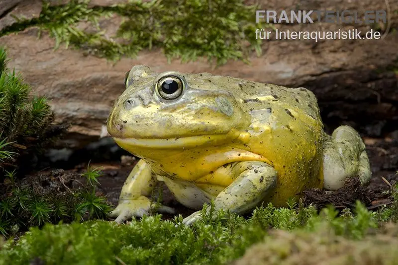 Grenouille-taureau africaine, Pyxicephalus adspersus