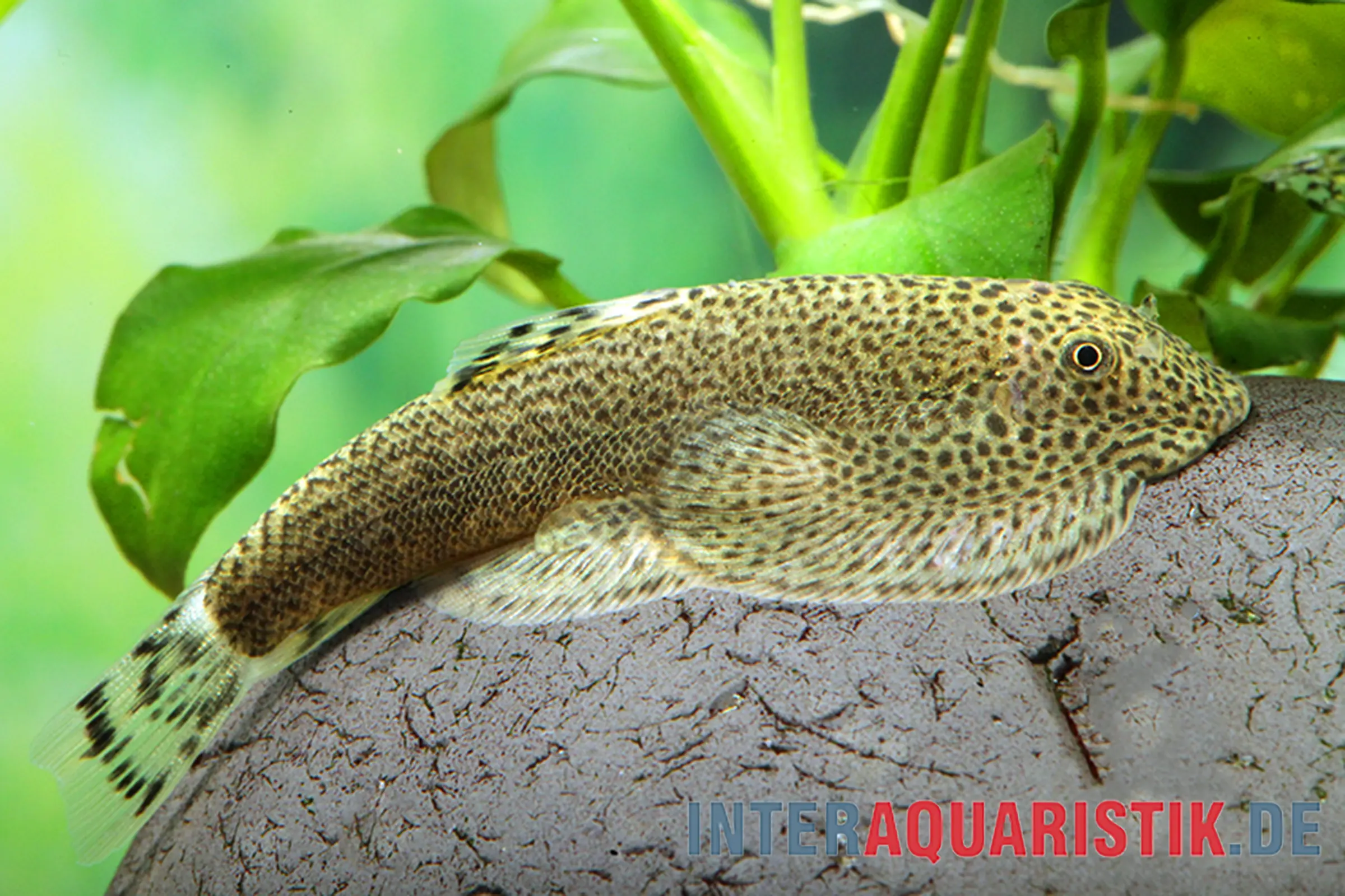 Poisson-ventouse du Kweichow, Beaufortia kweichowensis, 4-6 cm