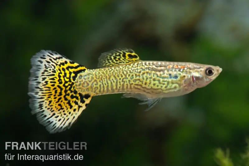 Guppy Cobra vert, Poecilia reticulata, par couple