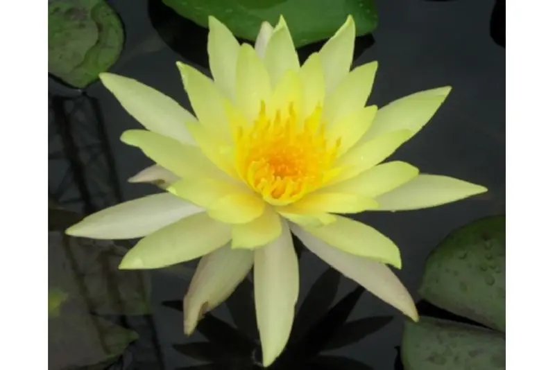 Nénuphar jaune, Nymphaea leuangbaangpra,