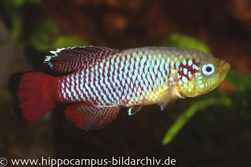 Killie splendide de Günther, rouge, Nothobranchius guentheri red